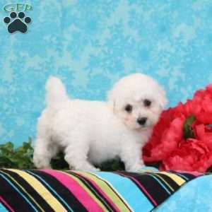 Nora, Bichon Frise Puppy